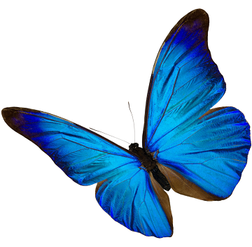 Gift Card for 1 month Basic PCC